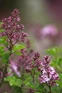 Syringa Flowerfesta Pink Korean Lilac Shrub, Supplied in 3L Pot by Direct Plants