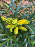 Mahonia eurybracteata Soft Caress Oregon Grape Shrub, Supplied in 3L Pot by Direct Plants