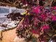 Loropetalum chinensis Chinese Fringe Flower Fire Dance Shrub, Supplied in 3L Pot by Direct Plants