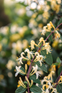 Lonicera Winter Beauty Honeysuckle Shrub, Supplied in 3L Pot by Direct Plants