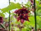 Leycesteria Formosa Himalayan Honeysuckle Shrub, Supplied in 3L Pot by Direct Plants
