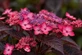 Hydrangea serrata Daredevil Shrub, Supplied in 3L Pot by Direct Plants