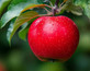 Fiesta Apple Tree 5-6ft Large Established Eating Apple Fruit Tree MM106 7.5L Pot By Direct Plants