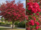Crataegus Rosea Flore Pleno Hawthorn Tree 6ft XL Double Pink 7.5L Pot By Direct Plants