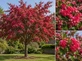 Crataegus Paul’s Scarlet Hawthorn Tree 6ft XL Double Red Flowering Tree 7.5L Pot By Direct Plants