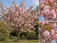 Prunus Pink Champagne Japanese Cherry Blossom Tree 6ft XL Pink Flowering Tree 7.5L Pot By Direct Plants
