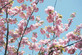 Prunus Pink Champagne Japanese Cherry Blossom Tree 6ft XL Pink Flowering Tree 7.5L Pot By Direct Plants