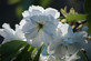 Prunus Tai Haku Great White Cherry Blossom Tree 6ft XL 7.5L Pot By Direct Plants