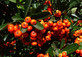 Pyracantha Saphyr Orange Firethorn Shrub, Supplied in 3L Pot by Direct Plants