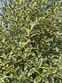 Pittosporum tenuifolium Variegatum Tawhiwhi Shrub, Supplied in 3L Pot by Direct Plants