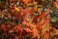 Rhus Tiger Eyes Sumach Shrub, Supplied in 3L Pot by Direct Plants