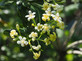 Pittosporum tobira Nanum Dwarf Japanese Mock Orange Shrub, Supplied in 3L Pot by Direct Plants