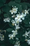 Philadelphus Belle Etoile Shrub, Supplied in 3L Pot by Direct Plants