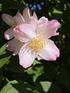 Philadelphus Petite Perfume Pink Mock Orange Shrub, Supplied in 3L Pot by Direct Plants