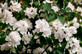 Philadelphus Snowbelle Mock Orange Shrub, Supplied in 3L Pot by Direct Plants