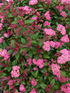 Spiraea japonica Merlo Green Japanese Spirea Shrub, Supplied in 3L Pot by Direct Plants