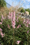 Vitex agnus-castus Pink Pinnacle Chaste Tree Shrub, Supplied in 3L Pot by Direct Plants