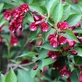Weigela Bristol Ruby Shrub, Supplied in 3L Pot by Direct Plants