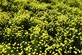Santolina Primrose Gem Lavender Cotton Shrub, Supplied in 3L Pot by Direct Plants