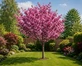 Prunus Royal Burgundy Japanese Cherry Blossom 6-7ft XL Double Pink Flowering Purple Leaf Tree 7.5L Pot By Direct Plants