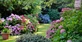 The Mixed Hardy Garden Shrub Collection | Pack of 6 Large Established Plants in 2/3L Pots | Great Value Garden Border Collection By Direct Plants