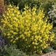 Cytisus Luna Broom Shrubs 4-5ft XL Yellow Flowering Plants | Pack of 3 Large Established Shrubs in 2/3L Pots By Direct Plants