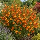 Cytisus Lena Broom Shrubs 2-3ft Large Red Orange & Yellow Flowering Plants | Pack of 3 Established Shrubs in 2/3L Pots By Direct Plants
