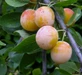 Mirabelle de Nancy Plum Dwarf Patio Fruit Tree 3-4ft | Miniature Top Grafted | 5L Pot By Direct Plants