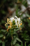 Lonicera Halliana Japanese Honeysuckle in 3L Pot, Supplied by Direct Plants