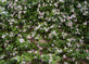 Trachelospermum jasminoides in 3L Pot, Supplied by Direct Plants