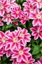 Clematis Carnaby Climbing Plant, Supplied in 3L Pot by Direct Plants