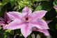 Clematis Chelsea Climbing Plant, Supplied in 3L Pot by Direct Plants