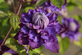Clematis Kokonoe Climbing Plant, Supplied in 3L Pot by Direct Plants