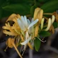 Lonicera Copper Beauty Honeysuckle in 3L Pot, Supplied by Direct Plants