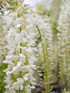 Wisteria sinensis Alba in 3L Pot, Supplied by Direct Plants