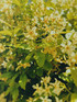 Trachelospermum Star of Toscane in 3L Pot, Supplied by Direct Plants