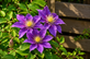 Clematis Bijou Climbing Plant, Supplied in 3L Pot by Direct Plants