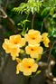 Campsis radicans Yellow Trumpet  Vine in 3L Pot, Supplied by Direct Plants