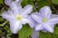 Clematis Blue Angel Climbing Plant, Supplied in 3L Pot by Direct Plants