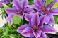Clematis Paulie Climbing Plant, Supplied in 3L Pot by Direct Plants