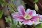 Clematis Piilu Climbing Plant, Supplied in 3L Pot by Direct Plants