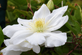 Clematis Madame le Coultre Climbing Plant, Supplied in 3L Pot by Direct Plants