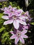 Clematis Nelly Moser Climbing Plant, Supplied in 3L Pot by Direct Plants