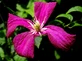 Clematis Madame Julia Correvon Climbing Plant, Supplied in 3L Pot by Direct Plants