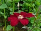 Clematis Niobe Climbing Plant, Supplied in 3L Pot by Direct Plants