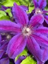 Clematis Mrs N Thompson Climbing Plant, Supplied in 3L Pot by Direct Plants