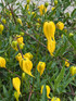 Clematis tangutica Climbing Plant, Supplied in 3L Pot by Direct Plants