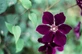 Clematis Warsaw Nike Climbing Plant, Supplied in 3L Pot by Direct Plants