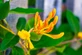 Lonicera x Tellmanniana in 3L Pot, Supplied by Direct Plants