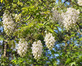 Wisteria Shiro-Kapitan in 3L Pot, Supplied by Direct Plants